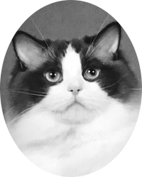 Ragalong Ragdoll Cat Breeder