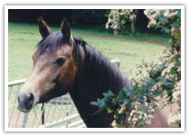 Our Horse Clancy