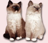 Kittens