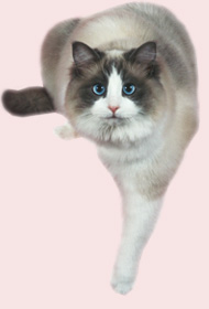 Ragalong Magic Blue Genes