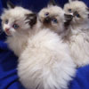Bicolor + Seal Point Kittens