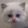 Blue Bicolor Kittens (4 Weeks)