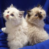Blue Bicolor + Seal Point Kittens