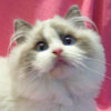 Blue Bicolor Kitten