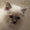 Blue Mitted Kitten