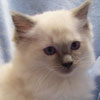 Blue Point Kitten (10 Weeks)