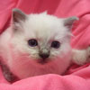 Blue Point Kitten (5 Weeks)