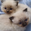 Blue Point + Seal Point Kittens