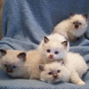 Kitten Litter (4 Weeks)