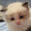 Kitten