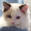 Seal Bicolor Kitten