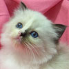 Seal Bicolor Kitten