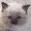 Seal Mitted (6 Weeks)