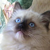 Seal Mitted (9 Weeks)