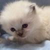 Young Blue Point