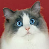 Ragalong Magic Blue Genes