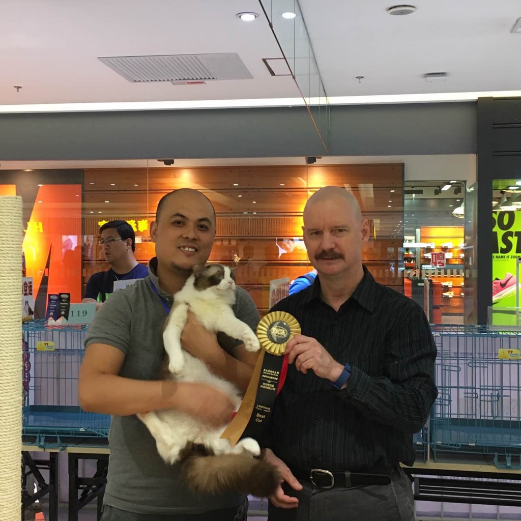 Ragalong Ragdoll Winners