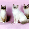 Ragalongs Cliffhanger, Blue Sympony and Sir Lancelot