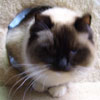 Ragalong Fancy Paws