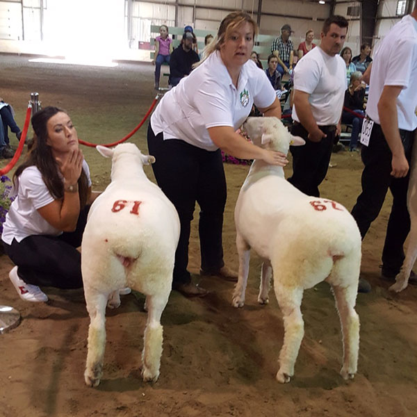 Alberta All Sheep Classic 2017