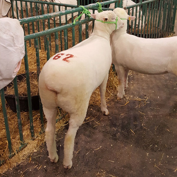 Alberta All Sheep Classic 2017