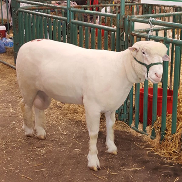 Alberta All Sheep Classic 2017