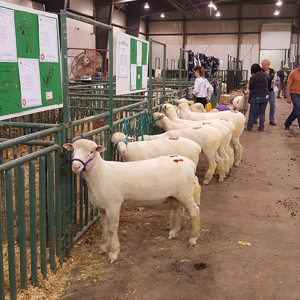 Alberta All Sheep Classic 2017