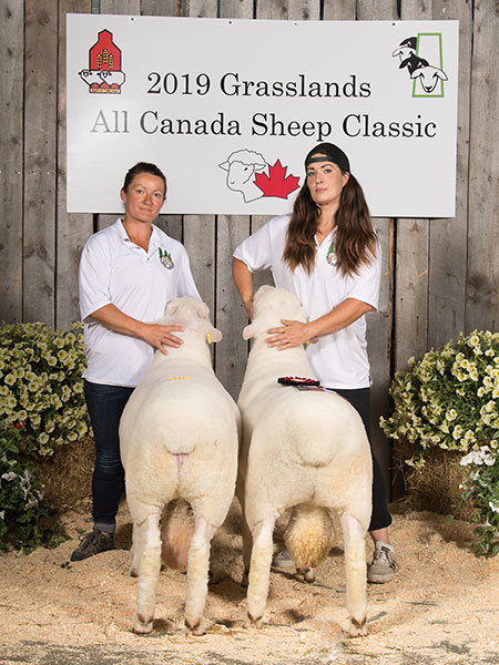 Supreme Champion Ram at 2019 All Canada Sheep Classic