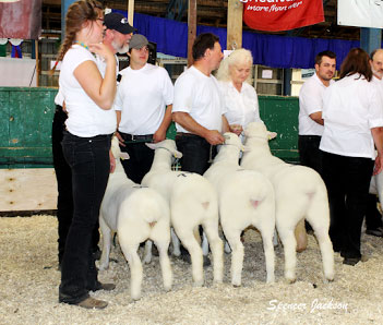 Sheep Classic