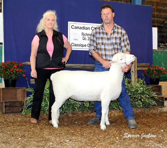 Sheep Classic