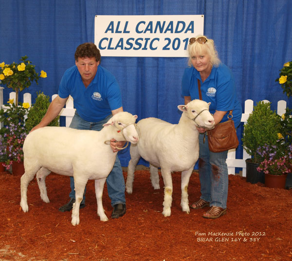 Sheep Classic