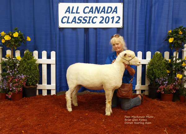 Sheep Classic
