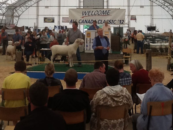 Sheep Classic