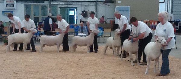 Sheep Classic