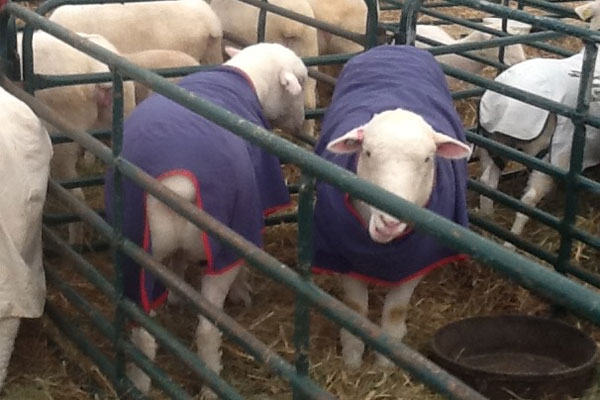 Sheep Classic