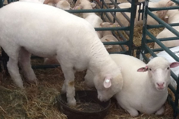 Sheep Classic