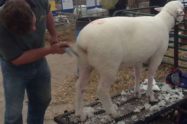 Sheep Classic