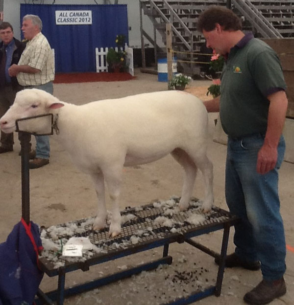 Sheep Classic